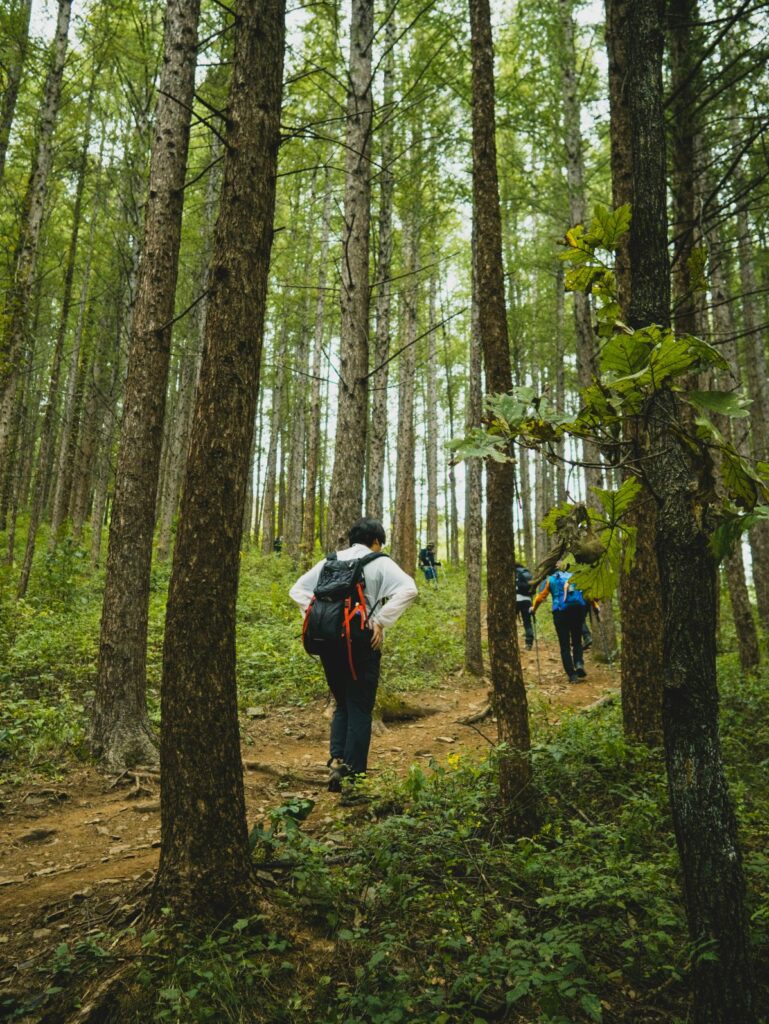 Hikers walking together on a forest trail in Korea, representing the communal spirit and social energy of Korean hiking culture.