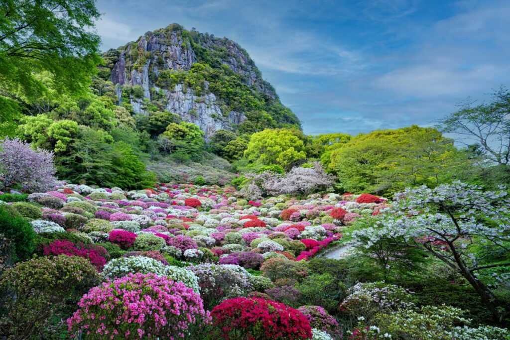 Vibrant pink flowers blooming on a Korean mountain during spring, illustrating the popular spring flower festivals like Hwangmaesan.